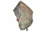 Fossil Sauropod Limb Section with Metal Stand - Colorado #339941-2